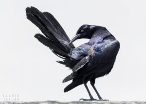 Backlit Great-Tailed Grackle 2