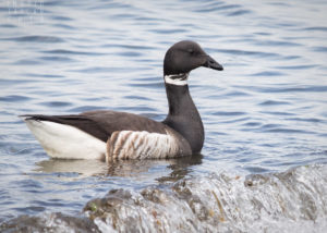 Brant Goose at Alki Beach Seattle