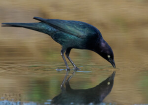 Brewer's Blackbird Reflected in Puddle