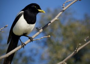 Yellow-Billed Magpie in Tree