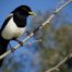 Yellow-Billed Magpie in Tree