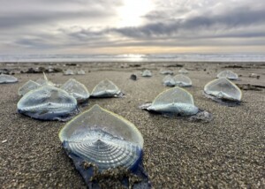 Velella Velella on Ocean Beach San Francisco