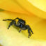 Jumping Spider on Rose Petal