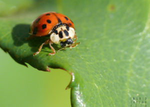 Ladybug on Leaf