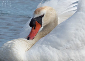 Mute Swan Closeup