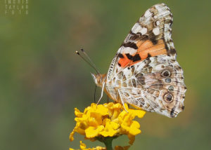 Painted Lady Butterfly