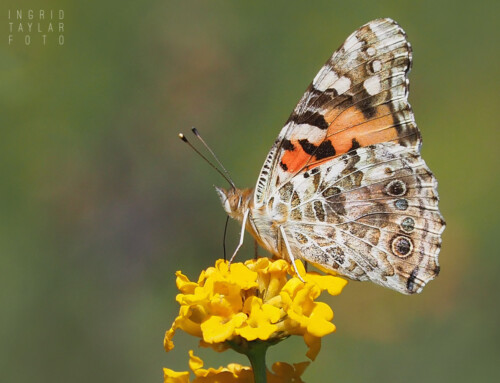 Butterflies, Moths + Caterpillars