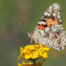 Painted Lady Butterfly