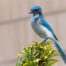 Scrub Jay on Plant Stalk