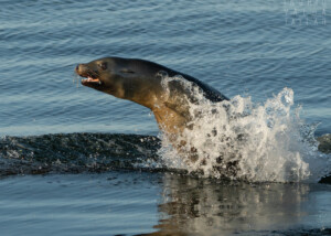 Sea Lion Porpoising