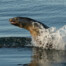 Sea Lion Porpoising