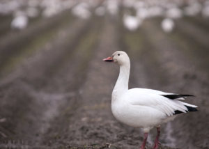 Snow Goose on a Cloudy Day in Washington