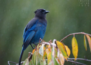 Steller's Jay in the Rain