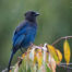 Steller's Jay in the Rain