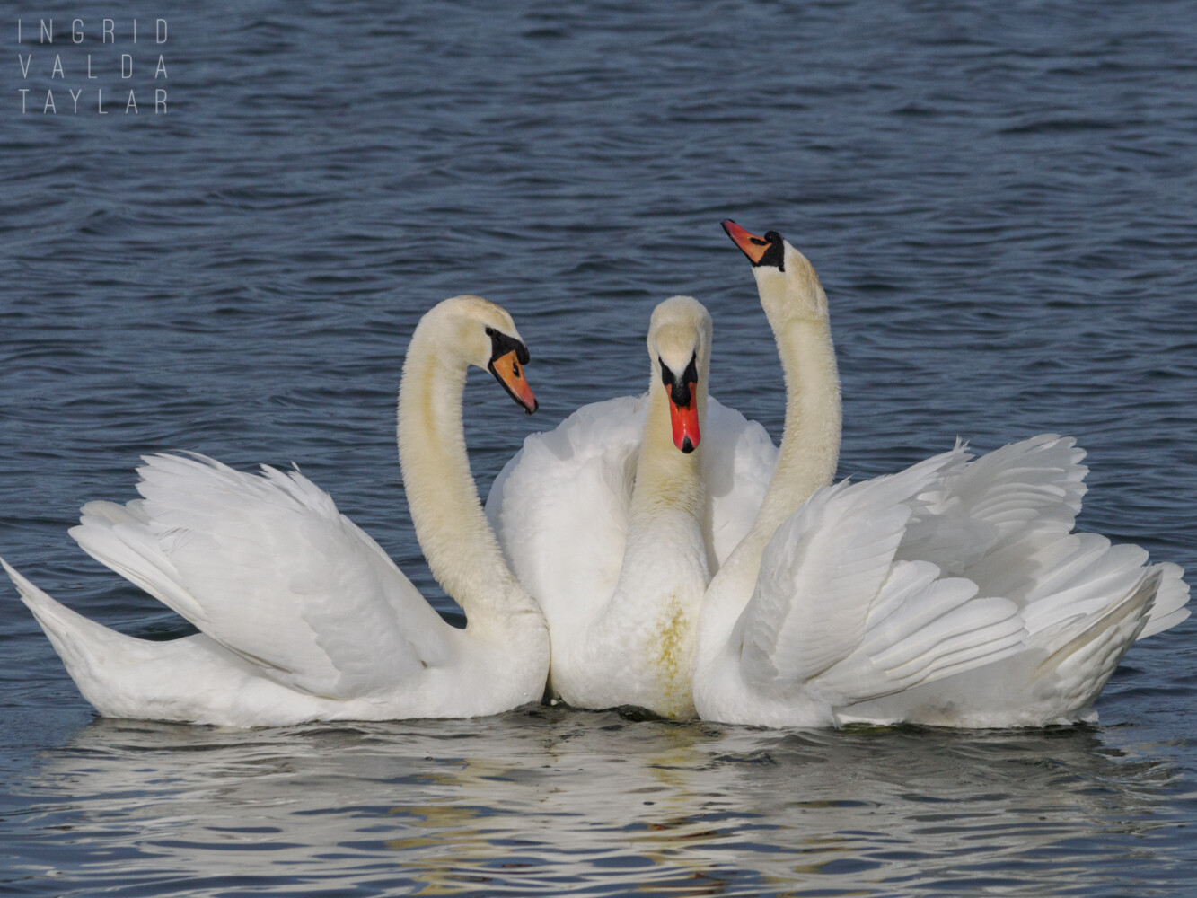 Three Mute Swans at Las Gallinas