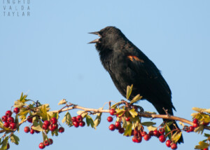 Tri-Colored Blackbird Calling