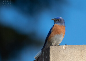 Western Bluebird Perched