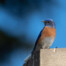 Western Bluebird Perched