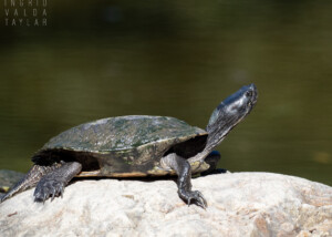 Western Pond Turtle