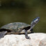 Western Pond Turtle