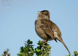 White-Crowned Sparrow Singing