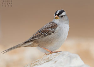 White-Crowned Sparrow on Rock