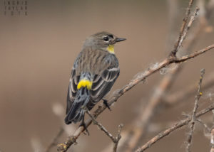 Yellow-Rumped Warbler in Branches