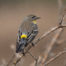 Yellow-Rumped Warbler in Branches