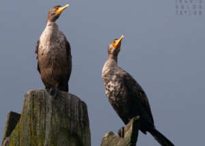 Double-Crested Cormorants on Totem Pole