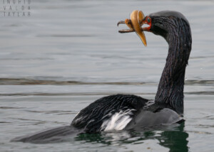 Pelagic Cormorant with Catch