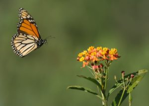 Monarch and Tropical Milkweed