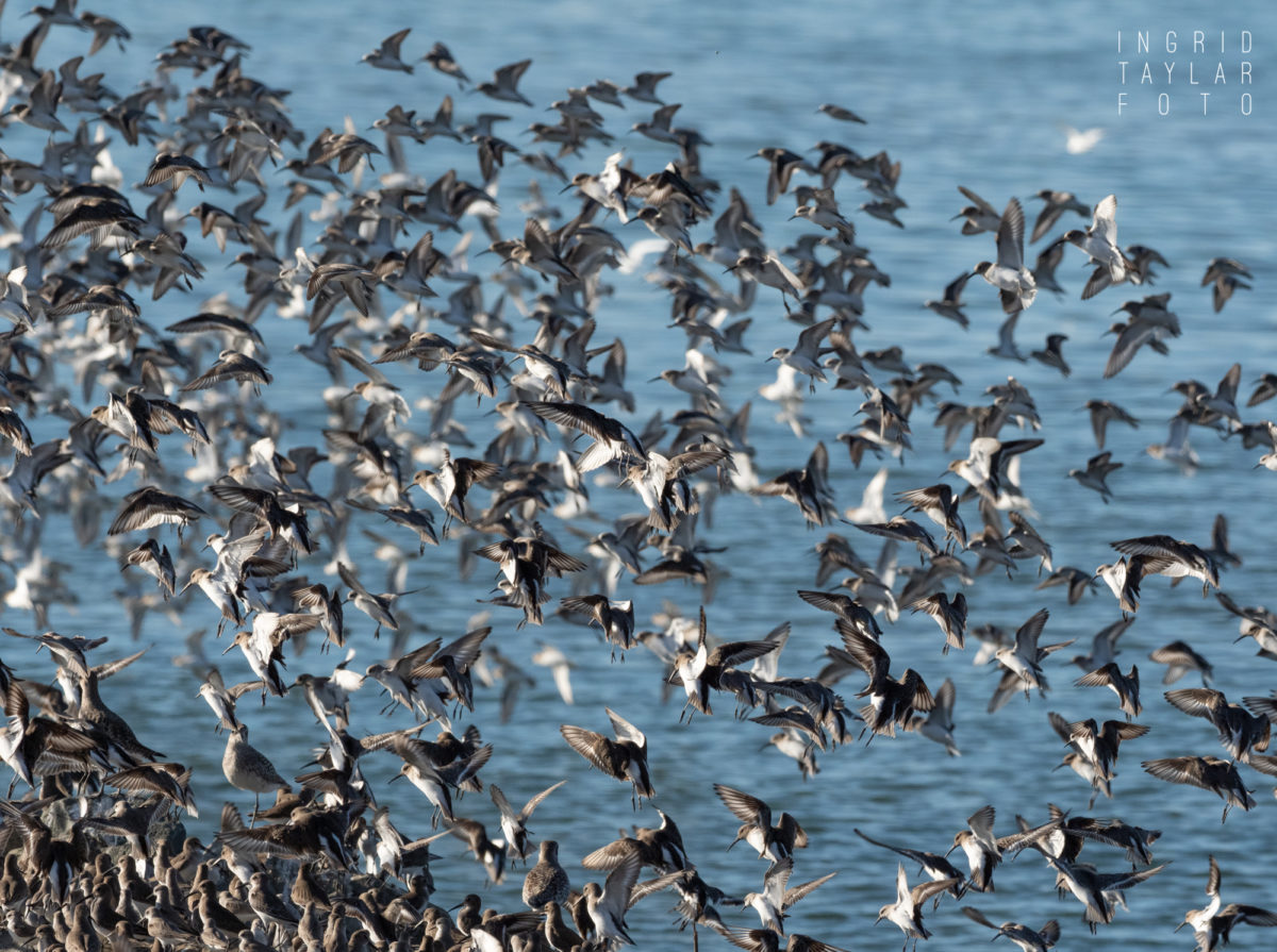 The Bliss of Shorebirds on San Francisco Bay – Ingrid Taylar Foto