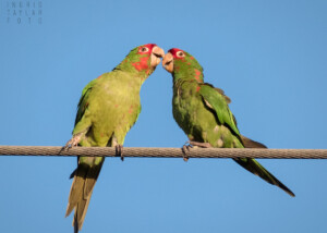 Mitred Parakeet Pair in Long Beach