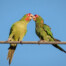 Mitred Parakeet Pair in Long Beach