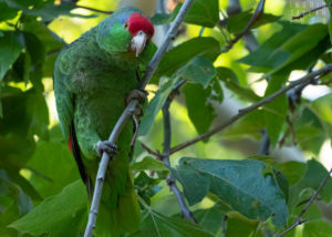 Red-Lored or Red-Crowned Parrot in Tree