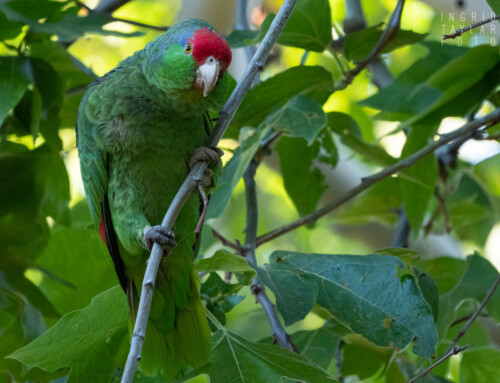 Red-Lored Parakeets