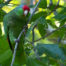 Red-Lored or Red-Crowned Parrot in Tree