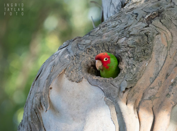 Wild Parrots in Long Beach – Ingrid Taylar Foto