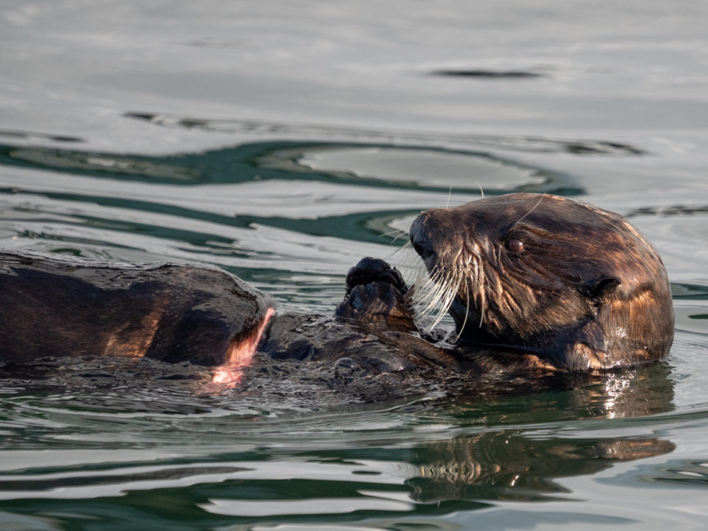 A Sea Otter Named Agua + Fishing Line Entanglement – Ingrid Taylar