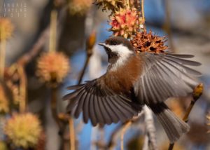 Chestnut-backed Chickadee on Sweetgum Liquidambar Tree