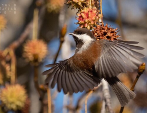 Chickadees