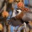 Chestnut-backed Chickadee on Sweetgum Liquidambar Tree