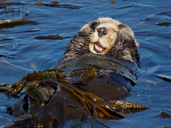 Southern Sea Otter Grooming Styles – Ingrid Taylar Foto