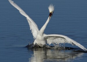 Snowy Egret Landing in Crissy Marsh Presidio SF