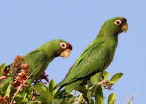 Long Beach Wild Parrot Pair