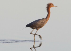 Reddish Egret Wading at Bolsa Chica