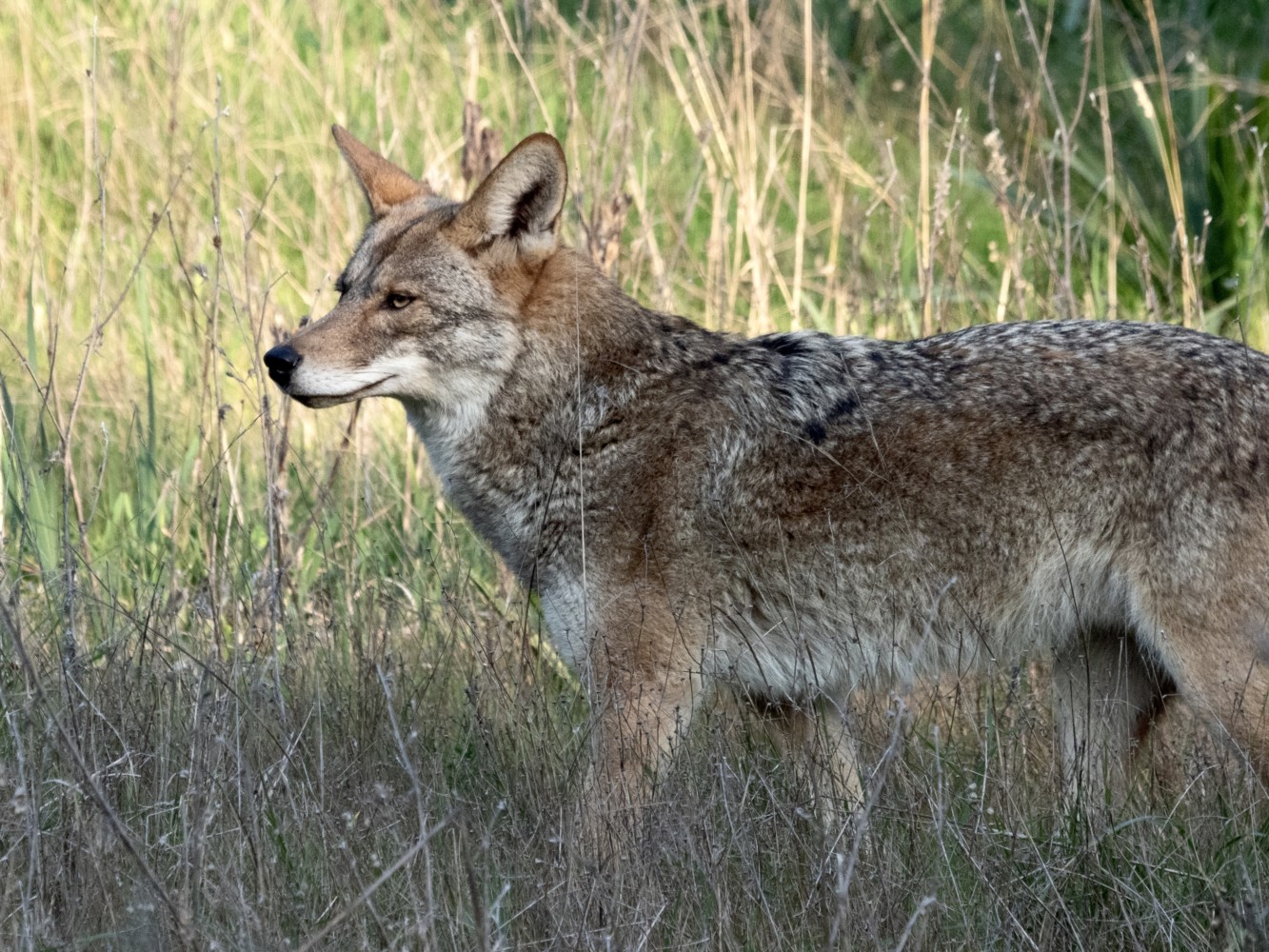 A New Alpha Coyote in San Francisco's Presidio - Bay Nature