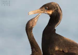 Brandt’s Cormorant Chick in Monterey