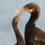 Brandt’s Cormorant Chick in Monterey