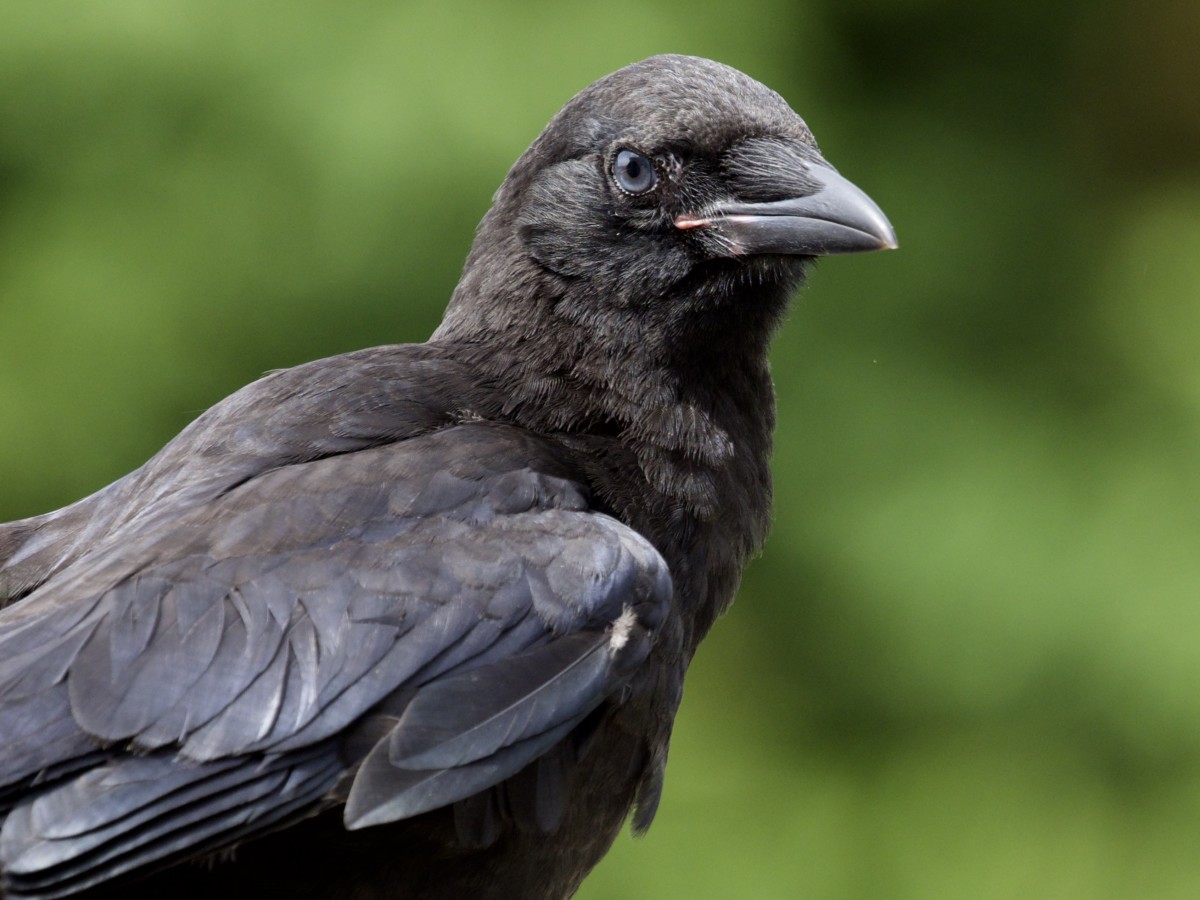 Bright Blue Eyes of Baby Crows – Ingrid Taylar Foto